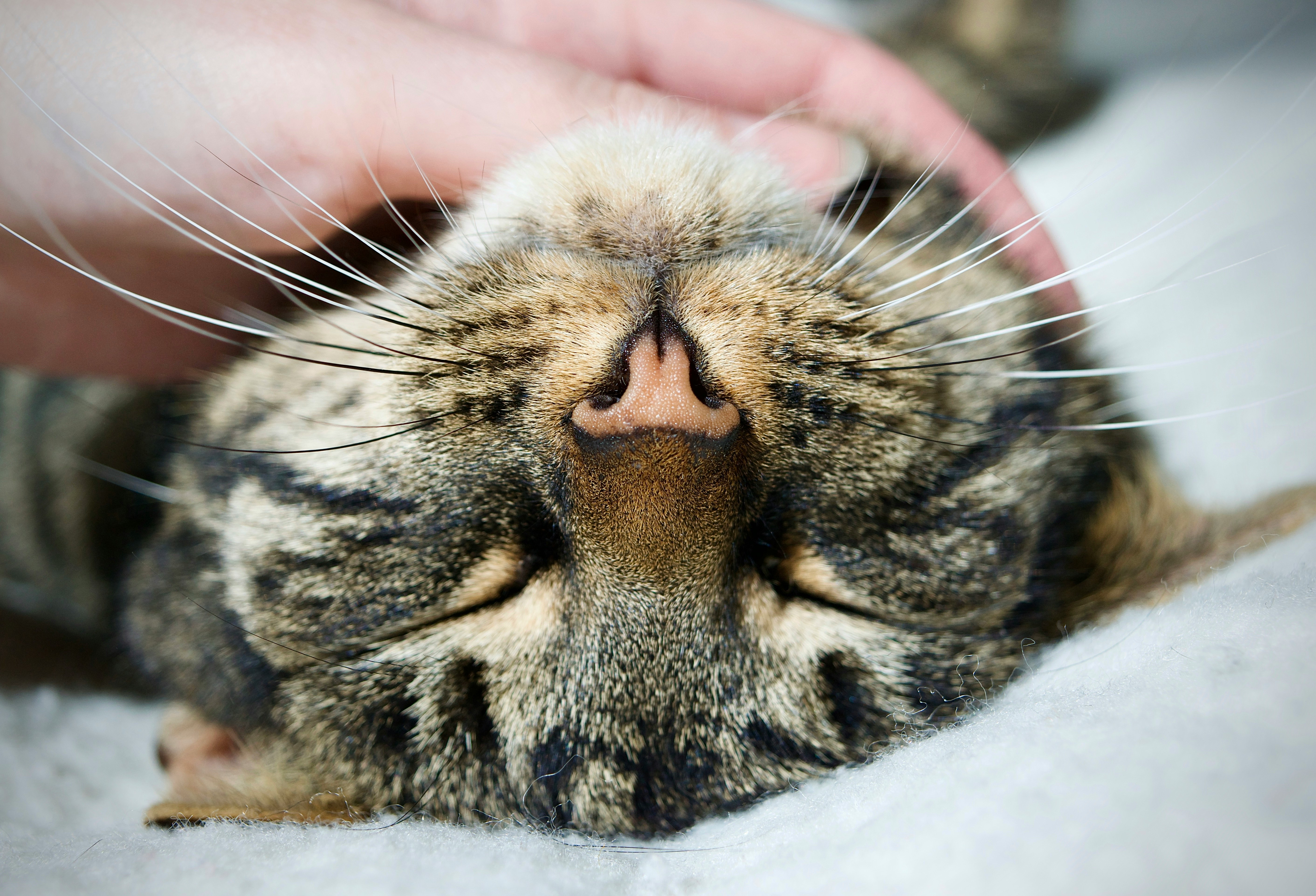 brown tabby cat on white textile